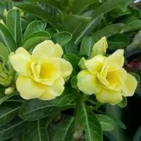 ราคา [COD] เมล็ดชวนชม สายพันธุ์ฮอลแลนด์แยกสี ดอกซ้อน ดอกสีเหลือง10 เมล็ด (1732252508138341460)