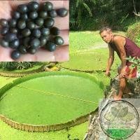 ราคา [COD] เมล็ดบัวกระด้ง เมล็ดบัววิคตอเรีย เมล็ดบัวยักษ์ 40 เมล็ด (VICTORIA AMAZONICA) พร้อมคู่มือในการเพาะ เจ้าของสวนขายเอง (1732298346028172642)