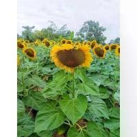 ราคา [จัดส่งทันที] ขายถูก เมล็ดพันธุ์ทานตะวัน แมมมอธ (1,000 เมล็ด) ปลูกโชว์สวยงาม ทนแล้ง ดอกใหญ่ โตเร็ว (1732315212795512787)