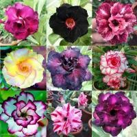 ราคา [COD] คละสี เมล็ดชวนชม 12 เมล็ด สายพันธุ์ฮอลแลนด์ , โอบิซุม( Obesum ) (1732260385163413172)