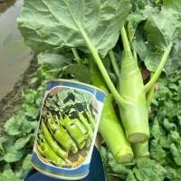 ราคา คะน้าเห็ดหอม (Kale Mushroom) (60กรัม)15,000 เมล็ด คะน้าหวานเห็ดหอม คะน้าหวาน คะน้าฮ่องกง สวัสดิการสด (1732794512252896756)