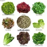 ราคา ขายร้อน เมล็ดพันธุ์ผักสลัดนำเข้า หลากหลายชนิด ชุดละ 100 เมล็ด เมล็ดผักสลัด อัตราการงอกสูง เมล็ดเคลือบทุกชนิด (1732381772157715752)