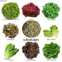 ราคา แนะนำ เมล็ดพันธุ์ผักสลัดนำเข้า หลากหลายชนิด ชุดละ 100 เมล็ด เมล็ดผักสลัด อัตราการงอกสูง เมล็ดเคลือบทุกชนิด (1732619218004510319)