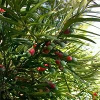 ราคา 100 เมล็ด เมล็ดสนใบพาย หลิวอรหันต์ สนจักรพรรดิ์ หลิวไต้หวัน สนประดิพัทธ์ สนใบเล็ก (1729829073091332362)