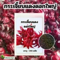 ราคา เมล็ดพันธ์ุกระเจี๊ยบแดงดอกใหญ่ 200 เมล็ด (1730436664425876211)
