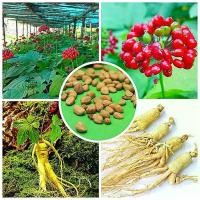ราคา 100 เมล็ด เมล็ดโสมเกาหลี Korean ginseng seeds จินเซ็ง โสมสกัด ราชันย์แห่งหมู่มวลสมุนไพร โสมแดง (1729828967531645194)