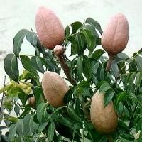 ราคา 100 เมล็ด เมล็ดมะฮอกกานี mahogany ต้นมะฮอกกานี มะฮอก ต้นไม้ประวัติศาสตร์เมืองเพชรบุรี (1729836814870874378)