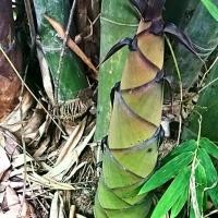 ราคา 100 เมล็ด เมล็ดไผ่ซางหม่น ไผ่นวลราชินี ไผ่ ไม้ไผ่ Bamboo หญ้ายักษ์ พืชเศรษฐกิจ เครื่องจักรสาน (1729857135477885194)