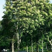 ราคา 100 เมล็ด เมล็ดกันเกรา Kankrao Tembusu มันปลา ตำแสง ตำเสา ตาเตรา ตะมะซู ไม้ล้อม ไม้ยืนต้น (1729852829789161738)