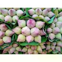 ราคา ที่นิยมมากที่สุด เมล็ดบัวฉัตรแดงตัดดอกไหว้พระ1ชุด15เมล็ด100บาท (1732599278956938641)