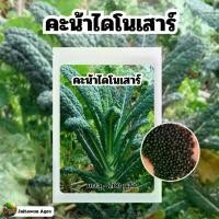 ราคา เมล็ดพันธุ์คะน้าไดโนเสาร์ Dinosaur Kale บรรจุ~200 เมล็ด (1731362651715831539)