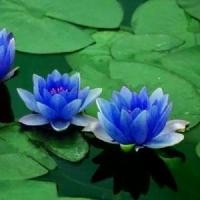 ราคา COD บัวสีน้ำเงิน เมล็ดเล็ก ปีทั้งปี เมล็ดแคระ บัวเล็ก เมล็ดบัว เมล็ดบัว บัวขนาดเล็ก เมล็ดดอกบัวน้ำ 100 เมล็ด (1732309478988219877)