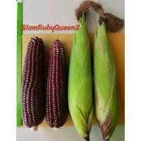 ราคา ขายดี [100 เมล็ด] ข้าวโพดหวานสีแดงราชินีทับทิมสยาม2 (SRQ2) สยามรูบี้ควีน2 (1732242570457416766)