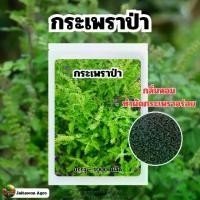 ราคา เมล็ดพันธุ์กระเพราป่า กลิ่นหอมมาก บรรจุ ~2,900 เมล็ด (1730436672086313715)