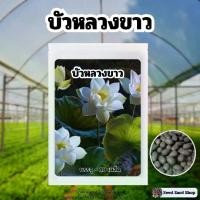 ราคา เมล็ดพันธุ์บัวหลวงขาว บรรจุ 10 เมล็ด พร้อมคู่มือปลูก (1729997975490496947)