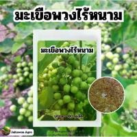 ราคา เมล็ดพันธ์ุ มะเขือพวงไร้หนาม บรรจุ 80 เมล็ด (1730436679067798259)