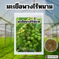 ราคา เมล็ดพันธ์ุมะเขือพวงไร้หนาม บรรจุ 80 เมล็ด (1730087529066432947)