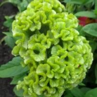 ราคา พร้อมส่งจากไทย 100 เมล็ด เมล็ดดอกหงอนไก่ เป็นสัญลักษณ์ของการมียศถาบรรดาศักดิ์ สีเขียว Spring Green Cockscomb Celosia Cristata Seeds (1732353599760008677)