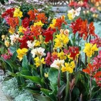 ราคา COD 10 เมล็ด ดอกพุทธรักษา พุทธศร ดอกบัวละวง สาคูมอญ สาคูหัวข่า Canna Lily Seeds (1732459588755490270)