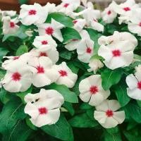 ราคา COD 20 เมล็ด ดอกแพงพวย แพงพวยฝรั่ง เมล็ดดอกไม้ Vinca Periwinkle Seeds สายพันธุ์ (1732364239392835181)