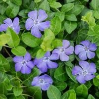ราคา COD 20 เมล็ด ดอกแพงพวย แพงพวยฝรั่ง เมล็ดดอกไม้ Vinca Periwinkle Seeds สายพันธุ์ Blue (1732372265227552365)