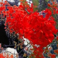 ราคา COD 15 เมล็ด ดอกคูน ดอกคูณ ราชพฤกษ์ คูน Golden shower, Indian laburnum, Pudding-pipe tree Seeds ดอกสีแดง (1732381044590741101)