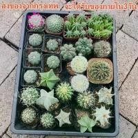 ราคา [โตเร็ว]Cactus Seeds บอนสี 100เมล็ด ต้นกระบองเพชรขนาดมินิ กระบองเพชร แคคตัส ซัคคิวเลนท์ ตกแต่งสวนแคคตัส กระบองเพชร แคคตัส พืชอวบน้ำถังทอง ต้นไม้มงคล (1731981873863363317)