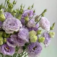 ราคา พร้อมส่งจากไทย 20 เมล็ด ลิเซียนทัส กุหลาบไร้หนาม กุหลาบเวียดนาม อัสโตม่า (Eustoma) ดอกสีม่วง (1732343006935221567)