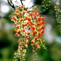 ราคา COD 15 เมล็ด ดอกคูน ดอนคูณ ราชพฤกษ์ ดอกสีแดงเหลือง (1732380818655315877)