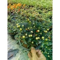 ราคา เมล็ดพันธุ์พริกลูกกลม พริกตุ้ม พริกอินโด ชุดละ200เมล็ด (1731294773832942645)