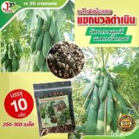 ราคา เมล็ดพันธุ์มะละกอแขกนวลดำเนิน 10 กรัม 250-300 เมล็ด เมล็ดพันธุ์มะละกอสำหรับตำส้มตำ เมล็ดมะละกอ (1729675368114391511)