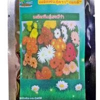 ราคา 100 เมล็ด เมล็ดเยอบีร่า คละสี ดอกไม้ ดอกเยอบีร่า Gerbera ต้นเยอบีร่า ไม้ดอก ไม้ประดับ เยอบีร่ากระถาง ของแท้ 100% ไม้จัดสวน พืช พืชเศรษฐกิจ (1729824861085206794)