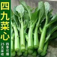 ราคา เมล็ดผักคะน้ามีคุณค่าทางโภชนาการ, สี่เก้าต้นกล้า, เมล็ด Amaryllis, เมล็ด Oxalis, เมล็ดดอกลิลลี่, เมล็ดดอกทิวลิป, ดอกลิลลี่ Calla, สำหรับการปลูก (1732356840464287270)