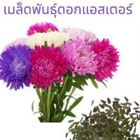 ราคา เมล็ดพันธุ์ดอกแอสเตอร์150เมล็ด (1729735330304919669)