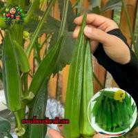 ราคา (ซื้อ1แถม1)เมล็ดพันธุ์กระเจี๊ยบเขียวฝักสด   ซองละ50-60เมล็ด (1730764933029857293)