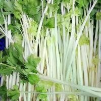 ราคา ซื้อ1แถม1 เมล็ดพันธุ์ขึ้นฉ่ายก้านขาว   ซองละ 500เมล็ด (1730764908002052109)