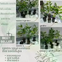 ราคา ต้นทุเรียนรวมสายพันธุ์ขายดีเซต 6 ต้น สูง 40-50 ซม เสียบยอด ทุเรียน จาก เมล็ด (1730530744384915460)