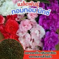 ราคา เมล็ดพันธุ์ดอกเทียนไทย ดอกเทียน ดอกซ้อนหลายชั้น ดอกดก คละสี 10 เมล็ด (1732067073042122795)
