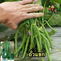 ราคา (ซื้อ1แถม1)ถั่วแขก ซองละ50-60เมล็ด เมล็ดพันธุ์ราคาถูก เมล็ดพันธุ์ออร์แกนิค เมล็ดพันธุ์หายาก เมล็ดพันธุ์นำเข้า ปลูกผักเอง สวนผัก ชุดปลูกผัก (1729650825743403793)
