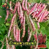 ราคา (ซื้อ1แถม1)ถั่วพุ่มพวงชมพู ซองละ 50-60เมล็ด เมล็ดพันธุ์ราคาถูก เมล็ดพันธุ์ออร์แกนิค เมล็ดพันธุ์หายาก เมล็ดพันธุ์นำเข้า เมล็ดพันธุ์ผัก ปลูกผักเอง สวนผัก ชุดปลูกผัก (1730234096441527057)