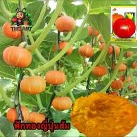 ราคา (ซื้อ1แถม4)ฟักทองญี่ปุ่นสีส้มซองละ20-30เมล็ด เมล็ดพันธุ์ราคาถูก เมล็ดพันธุ์ออร์แกนิค เมล็ดพันธุ์หายาก ปลูกผักเอง สวนผัก ชุดปลูกผัก เมล็ดพันธุ์ผักต่างประเทศ (1729713116555938577)