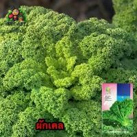 ราคา (ซื้อ1แถม4)ผักเคล ซองละ100เมล็ด เมล็ดพันธุ์ราคาถูก เมล็ดพันธุ์ออร์แกนิค เมล็ดพันธุ์หายาก เมล็ดพันธุ์นำเข้า เมล็ดพันธุ์ผัก ปลูกผักเอง สวนผัก ชุดปลูกผัก (1729633462044953361)