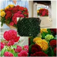 ราคา เมล็ดพันธุ์ดอกหงอนไก่สวยงาม ชุดละ200เมล็ด และวิธีเพาะปลูก (1729626496933398645)