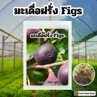 ราคา เมล็ดพันธุ์มะเดื่อฝรั่ง Figs บรรจุ 200 เมล็ด (1731307202526741939)