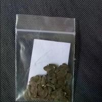 ราคา เมล็ดพันธุ์ดอกรักสีขาว1ซองมี70เมล็ด (ส่ง2ซอง)ดอกรักสีขาวใช้น้อยมาลัย จัดพานไหว่ครูและพิธีมงคลต่างๆ (1729654624852347220)