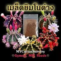ราคา [พร้อมส่ง] เมล็ดยิมโนด่าง จากพ่อและแม่พันธุ์ชื่อดัง Gymnocalycium Variegated Seeds เมล็ดยิมโนด่างมิกซ์ เมล็ด Gymno MIX (1732230007159227476)