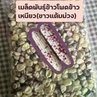 ราคา เมล็ดพันธุ์ข้าวโพดข้าวเหนียว(ขาวแต้มม่วง) ถุงใหญ่ประมาณ 200 เมล็ด (1730085698101413973)