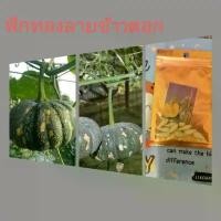 ราคา เมล็ดพันธุ์ฟักทองข้าวตอก บรรจุ20เมล็ด (1729760808175373119)