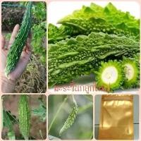 ราคา เมล็ดพันธุ์มะระขี้นกใหญ่ บรรจุ10เมล็ด (1729774605508381503)