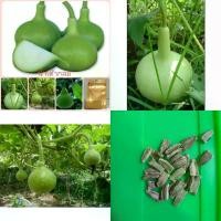 ราคา เมล็ดพันธุ์น้ำเต้ากลม บรรจุ25เมล็ด (1729820823500196671)